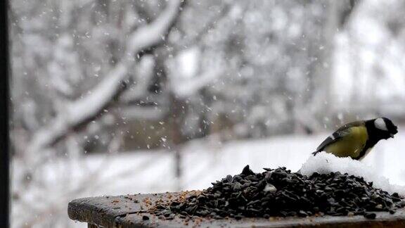 山雀在喂鸟器旁带着能落下大雪的种子