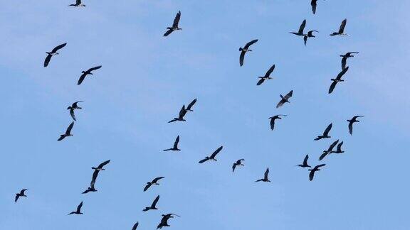 以不完全的队形飞行的鹅群缓慢的运动鸟儿大雁列队飞翔蓝天为背景成群迁徙的大鸟一大群鸟
