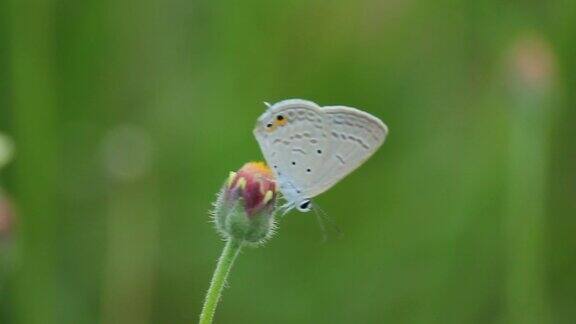 蝴蝶站在一朵花上