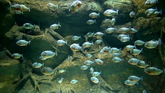 一群水虎鱼在水里休息