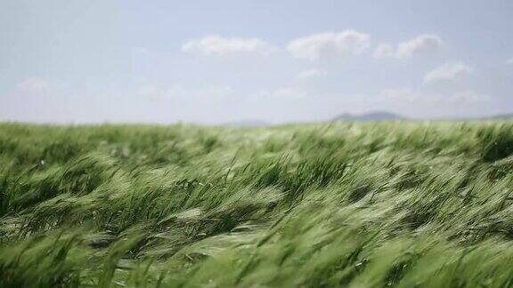 草地的小麦