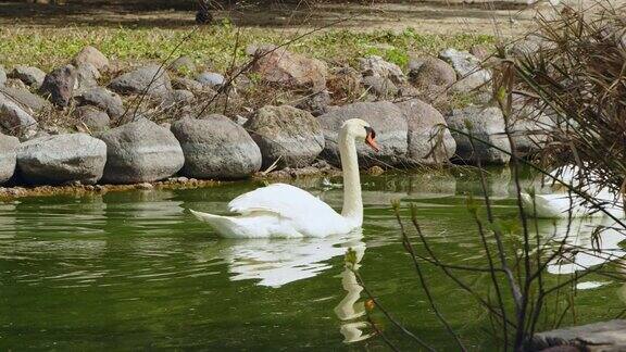 绿湖水中的白天鹅