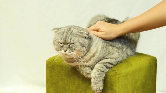 女孩抚摸着苏格兰折猫猫在椅子上放松
