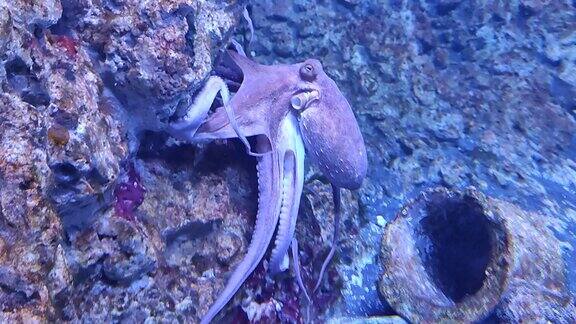 那不勒斯水族馆的章鱼