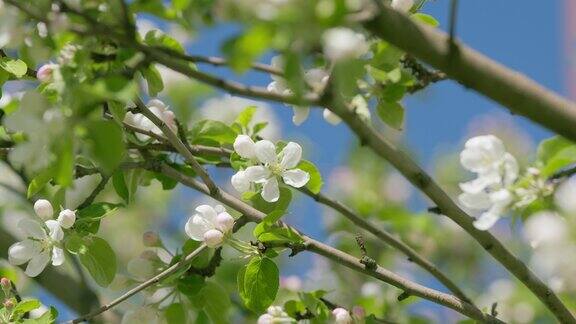 在春天的花园里美丽而浅色的苹果树开花的树枝