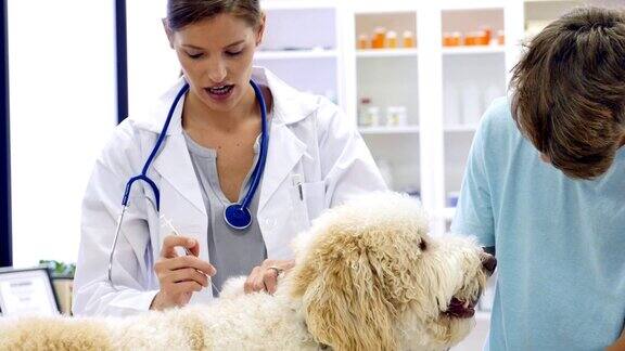 自信的兽医在检查期间给狗注射疫苗