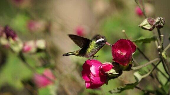 一只蜂鸟停留在花上