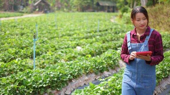 4K亚洲女农民肖像工作有机草莓农场