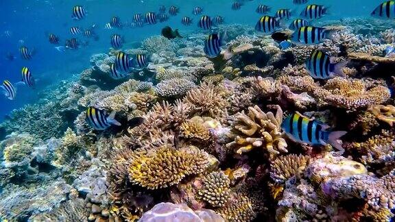 马尔代夫珊瑚礁区