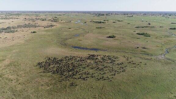 在博茨瓦纳的奥卡万戈三角洲高空鸟瞰一群行走的开普水牛