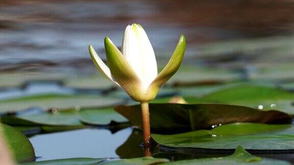 美丽的白色睡莲花漂浮在池塘上