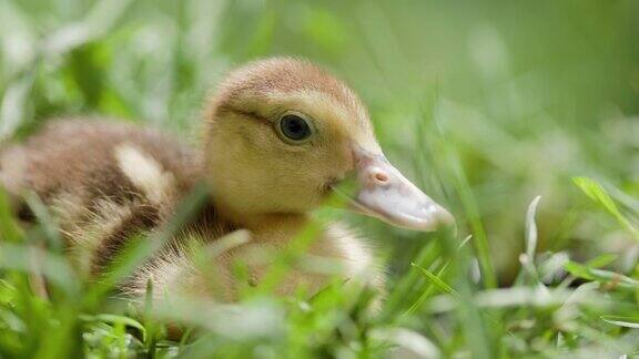 小鸭子在阳光明媚的草地上