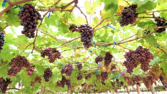 葡萄藤上挂着一串串的红葡萄