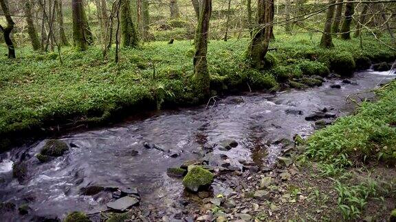 在林地中流动的小溪流