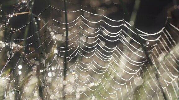 蜘蛛网细节