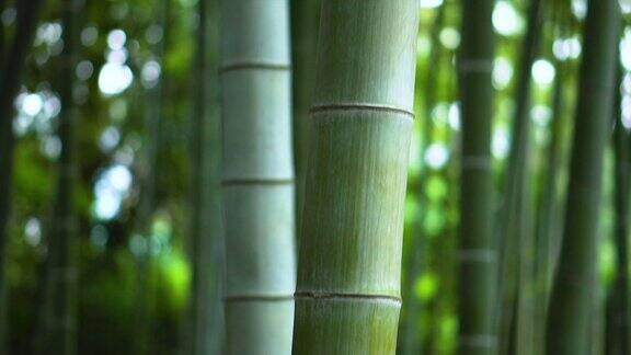竹林中翠绿高耸的竹子特写