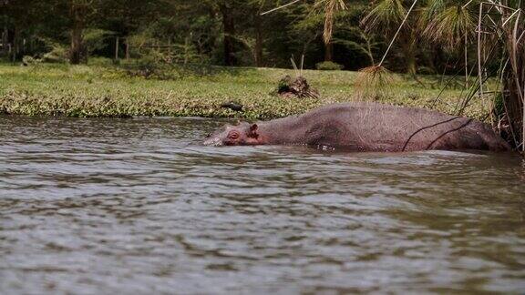 肯尼亚奈瓦沙湖河马的背部