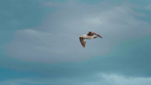 鸟在风的气流中漂浮