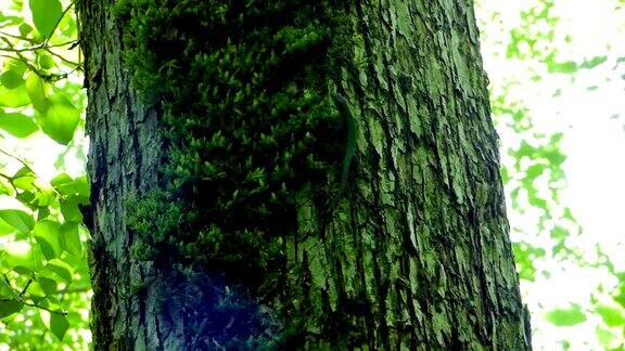 绿色的小蜥蜴沿着树干移动