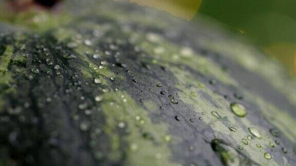 成熟的西瓜和水滴的慢动作湿西瓜的特写有机健康食品理念