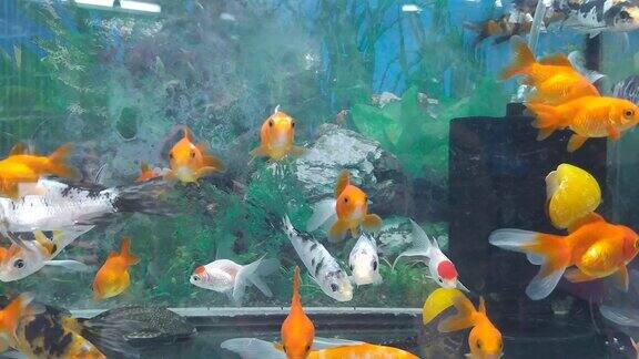 五颜六色的日本金国金鱼奥兰达金鱼在水族馆