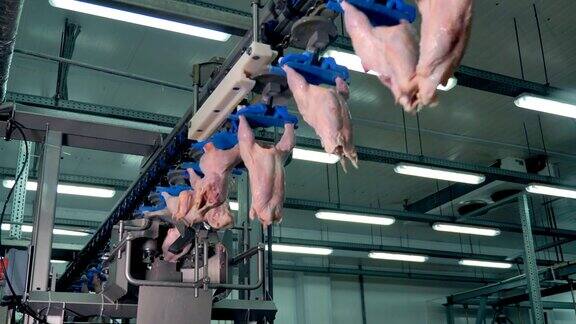 鸡胸肉切割和运输的工厂装配4k