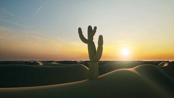 美国亚利桑那州沙漠地区的仙人掌
