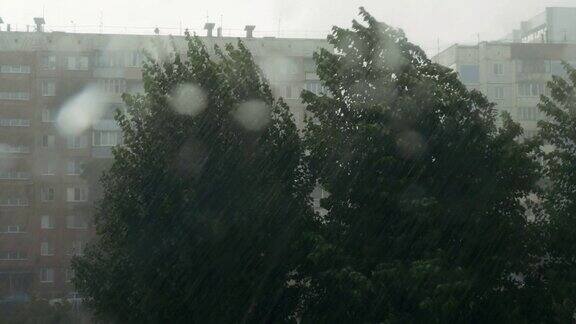 4k窗外暴雨和飓风肆虐高楼大厦背景下的城市树木弯曲