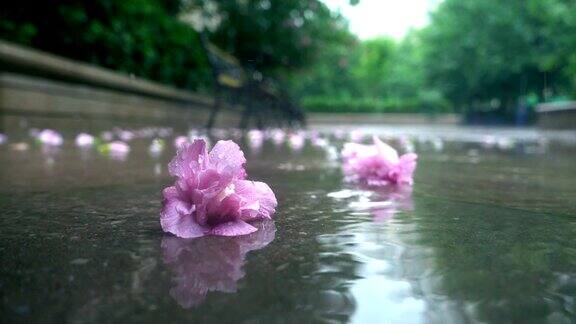 雨中花儿落在地上