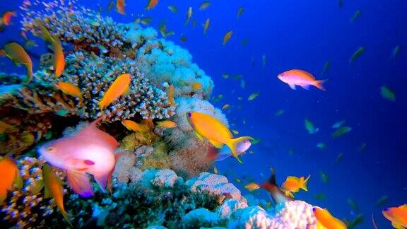 热带多彩的海底海景