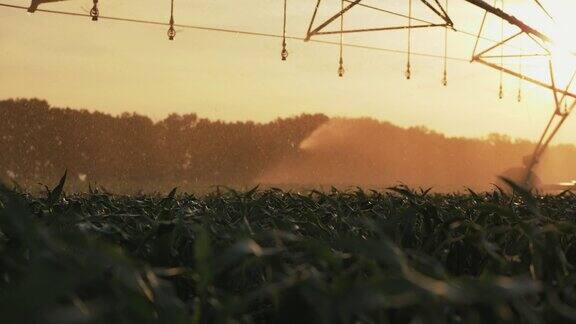 农业灌溉系统灌溉玉米田
