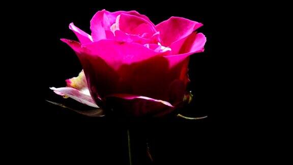 粉红白玫瑰绽放时光流逝