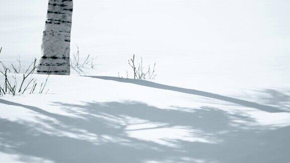 美丽的冬天的风景桦树站在雪地上投下了阴影自然背景与白桦树的白色树干