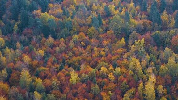 空中的秋天的树木在黑色的森林