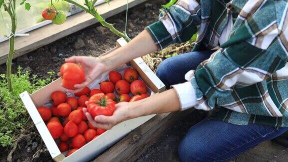在温室里收获西红柿