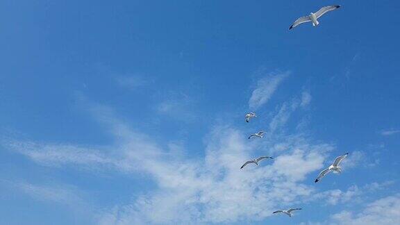 天空中一群海鸥