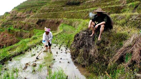 中国稻农