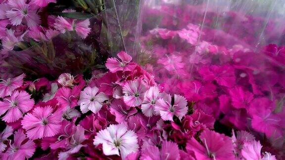 美丽的粉红色花朵和蜜蜂宏观视图