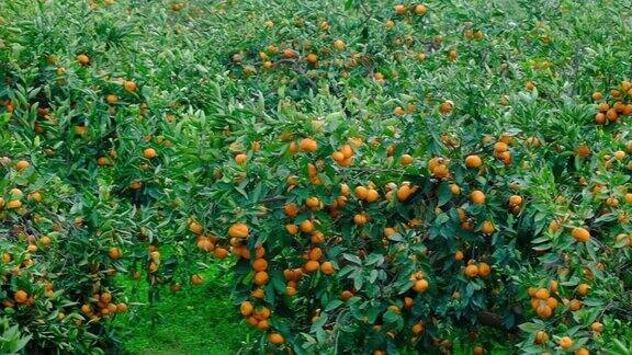 橘子树的花园树枝上结黄色和橙色的柑橘果实