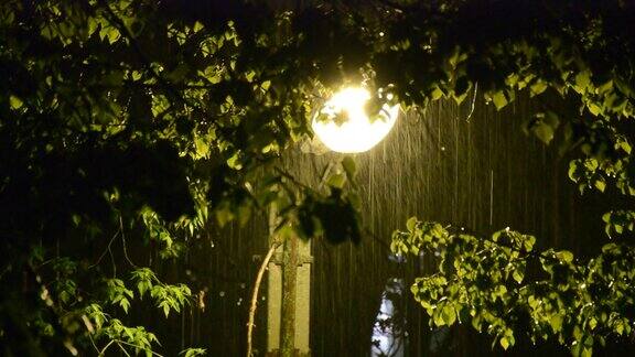 路灯在下雨时照亮树叶