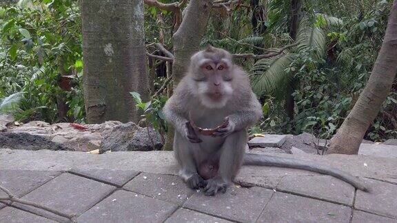 乌布圣猴林中的野生猴子