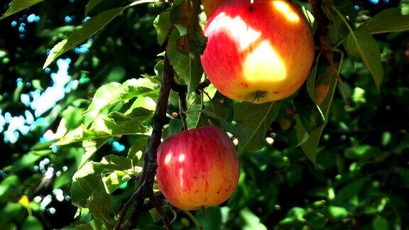 用成熟的苹果树枝