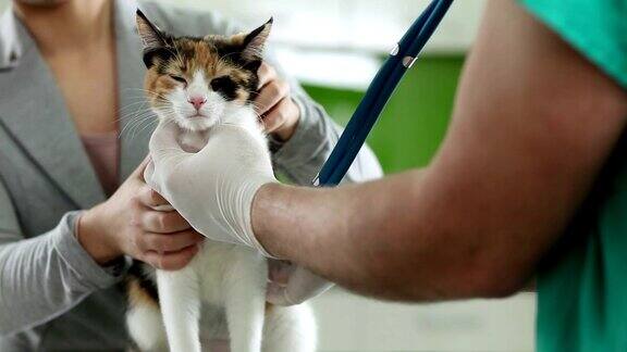 由兽医治疗的猫