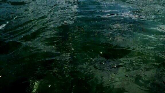 中国泸沽湖上的水草(otteliaacuminata)绽放