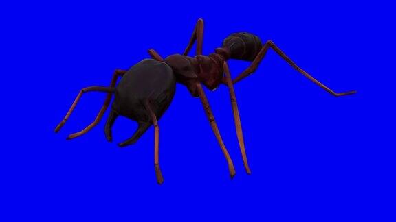 色度键上的行走蚂蚁动物概念野生动物游戏返校3d动画短片电影卡通有机色度键角色动画设计元素循环库存视频