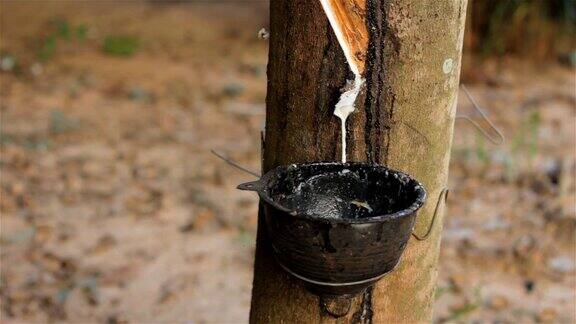 从泰国的一棵橡胶树中提取乳胶