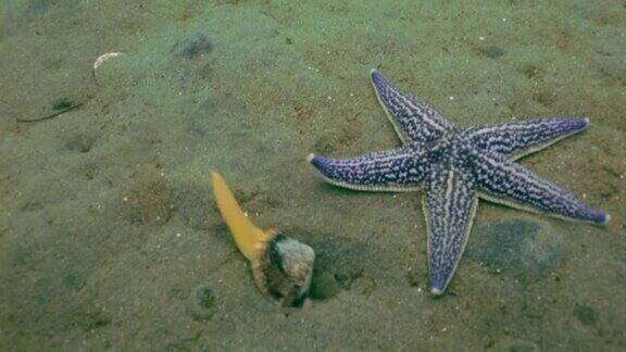 海星在沙底的贝壳上捕食