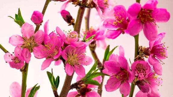 粉红色的樱花盛开了