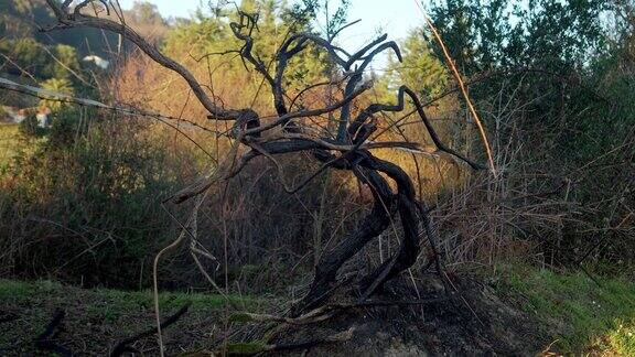 在丘陵牧场的背景下有带刺铁丝围栏内的一棵烧焦的树