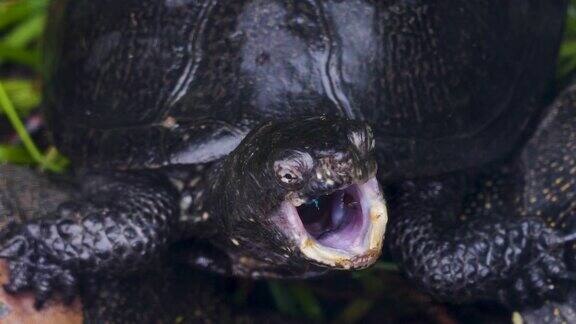 水龟尖叫